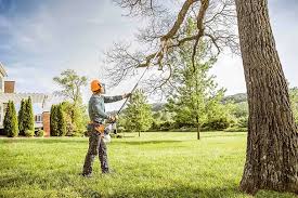 Best Palm Tree Trimming  in USA